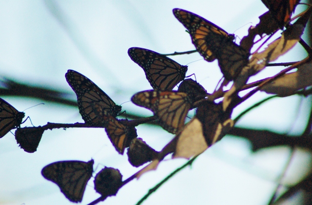 Pismo Beach butterfly grove